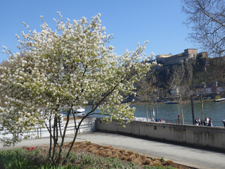 Weiß blühender Baum am Rhein, mit Festung Ehrenbreitstein auf einem Felsen unter klarem blauem Himmel.