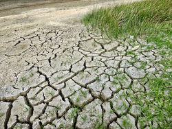 Rissiger, trockener Boden mit spärlichen grünen Pflanzen und einem Bereich mit höherem Gras.